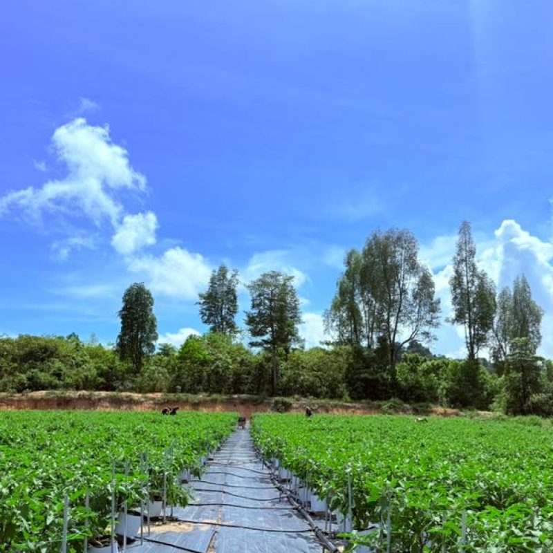 WhatsApp Image 2025-10-14 at 12.11.45 PM (1)